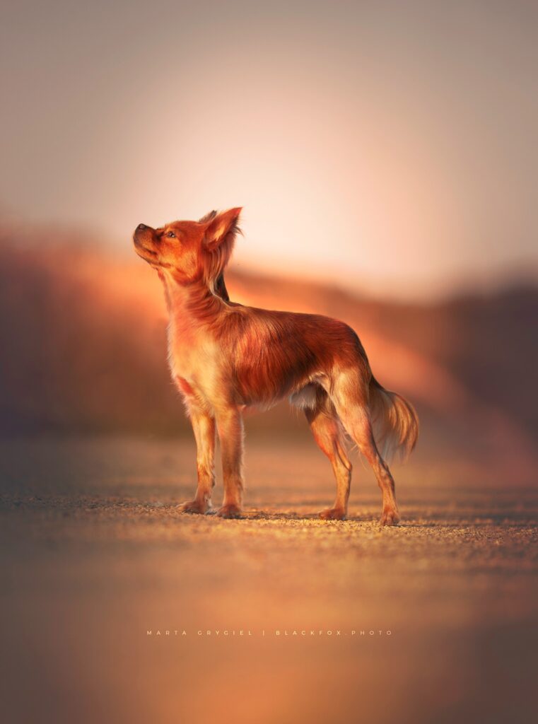 vinci toy rosyjski Artificalia