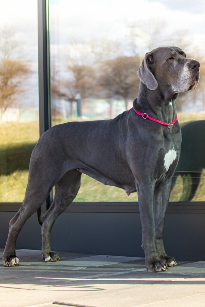 Gabi dog niemiecki artificalia