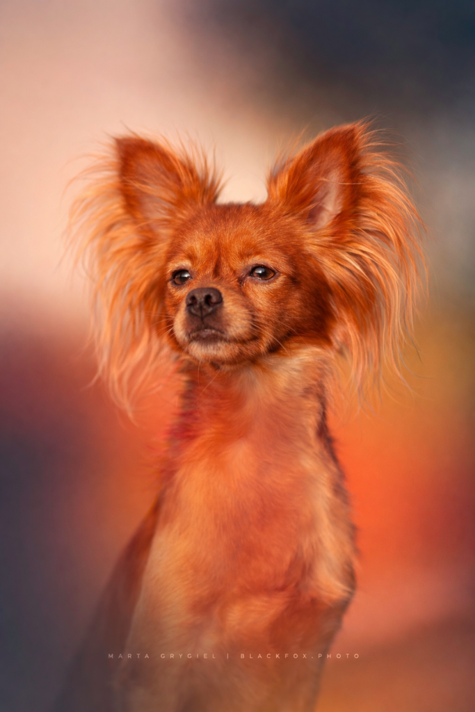 Vinci Bursztynowy Dom -rosyjski toy